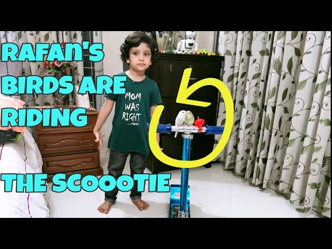 ✪✪Birds Playing With Rafan(Part 2 )✪Birds budgie playing ✪beautiful birds playing & Riding Scootie ✪