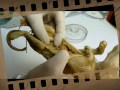 Cloning The Tasmanian Tiger Part 1