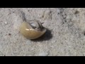 Hermit Crab on the Beach