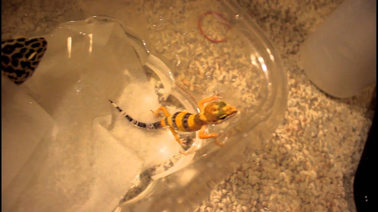 Leopard Gecko Bath! YouTube