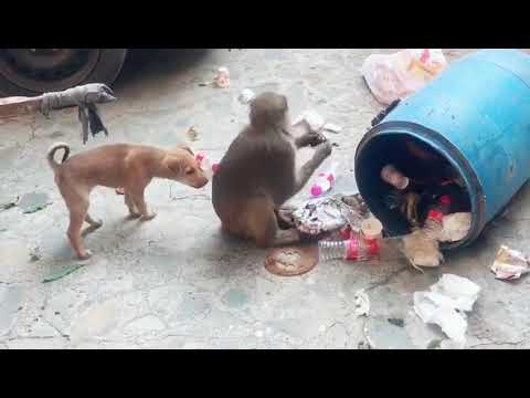 FUNNY monkey and Dog fighting video