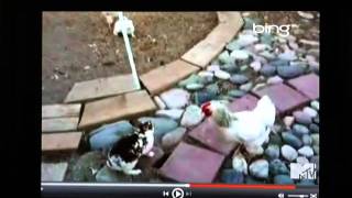 All comments on ROB DYRDEK CHICKEN POLICE - YouTube