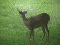 deer eating a bird