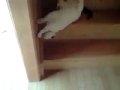chat descend l'escalier en se roulant