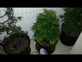 Budding 1200w LED grow lights,grow room,great medical marijuana
