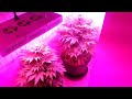 Budding 1200w LED grow lights,grow room,great medical marijuana