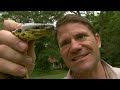 Eye to eye with a yellow anaconda - Deadly 60 - Series 2 - BBC