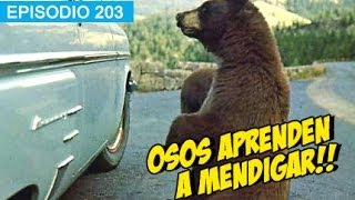 Osos aprenden a Mendigar! l whatdafaqshow.com