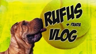 The Last Rufus Vlog - Goodbye Rufington, you the best #1 Space Dog