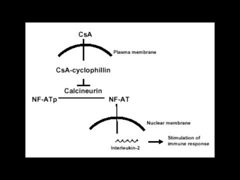 Cyclosporine Side Effects Teeth