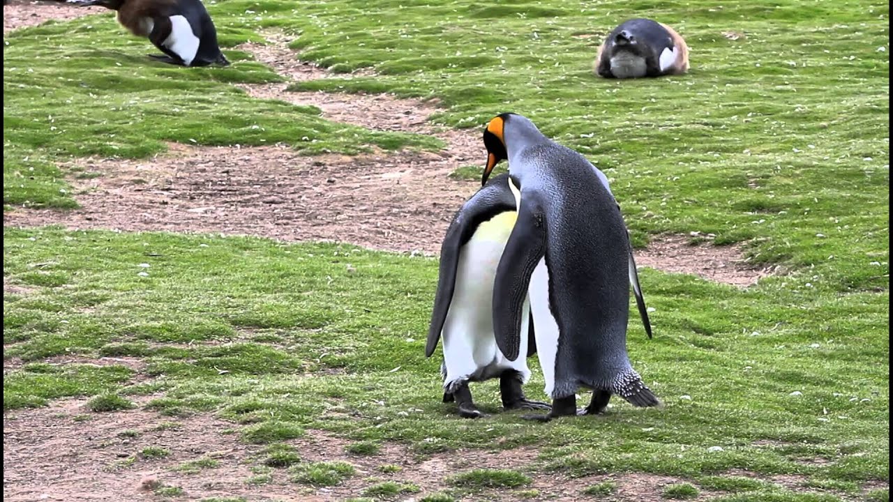 King Penguins Mating - YouTube