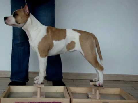 Ultimate Dog Training Ultimate Dog Training