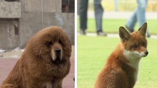 Zoo in China substitutes dog for lion