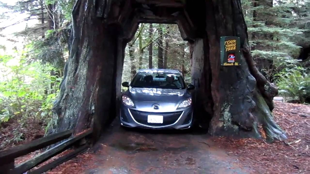 Driving a car thru a redwood tree - YouTube