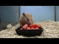 Un hamster a les yeux plus gros que la panse