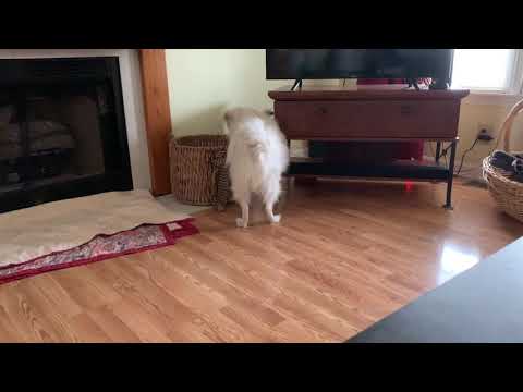 Funny Dog Problem Solving
