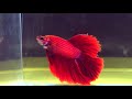 The International Betta Competition - magnificent fighting fish on show