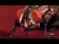 World's Weirdest - Flies and Maggots