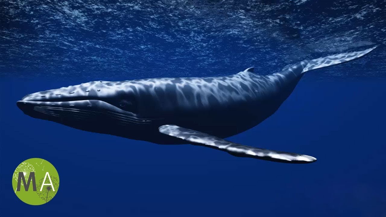 Underwater Whale Sounds - Full 60 Minute Ambient Soundscape - YouTube