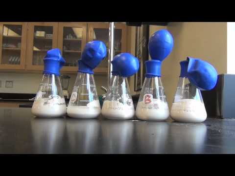 Yeast Respiration in Sugar - YouTube