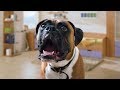 Funny Boxer Dog Talking Compilation