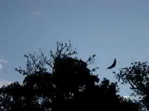 Giant Flying Vampire Bats - YouTube