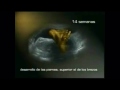 Fecundación, desarrollo embrionario y fetal.