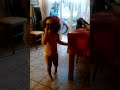 beautiful ethiopian girl