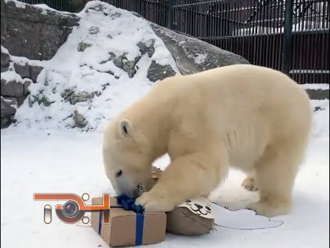 День рождения белых медведей