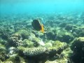 Poissons exotiques et coraux- Mer Rouge - Egypte - Sharm El Sheikh