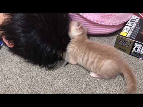 息子に毛繕いする子猫が微笑ましい Kitty kitten grooming on my son is funny