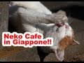 Neko Cat Cafe a Tokyo