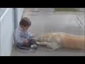 Perro cuidando a niño con Sindrome de Down- Impactante video