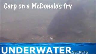 Underwater carp fishing capture McDonalds fries bait