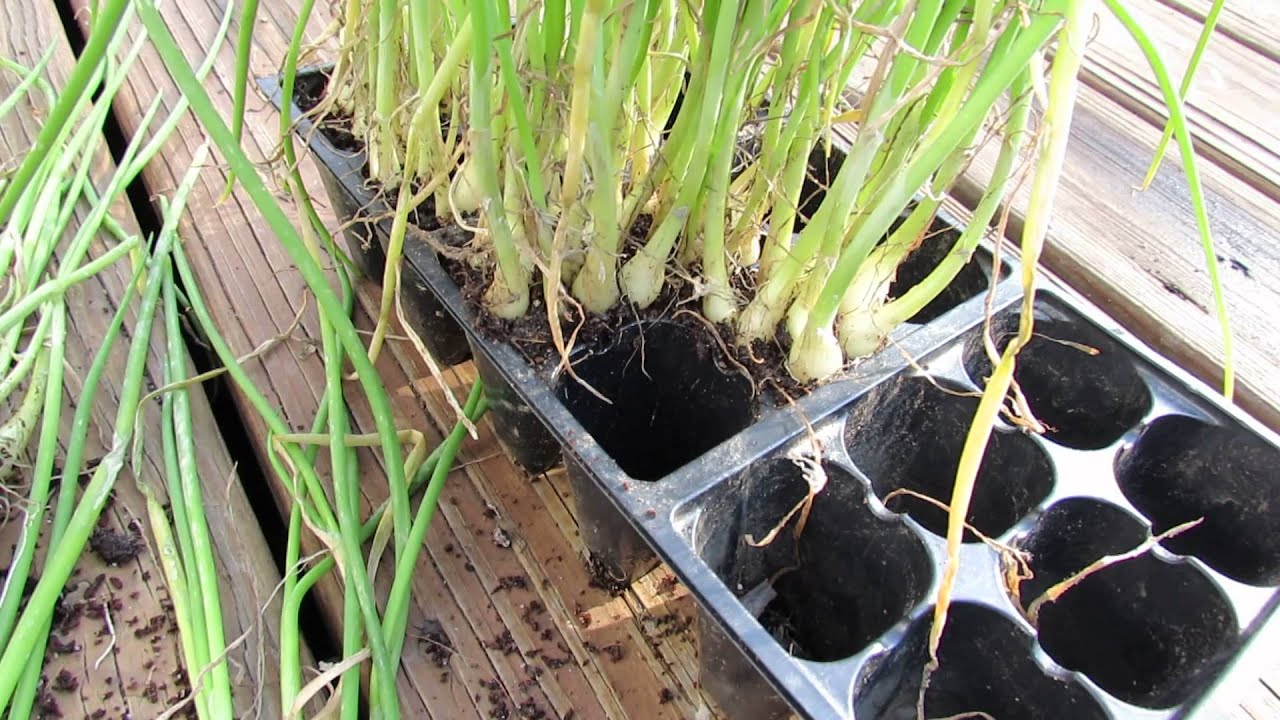60 Seconds or Sow Make Your Own Indestructible Onion Seed 60 Seconds or Sow Make Your Own Indestructible Onion Seed