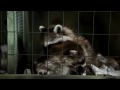Zemsta Futrzaków / Furry Vengeance (2010) trailer