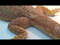 How to identify your bearded dragon morphs!