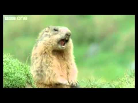 Funny Talking Animals - Alan Reloaded - YouTube