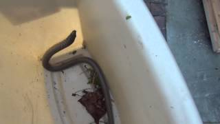 Мы поймали Змею - Florida snake  06.02.2014