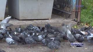 Городские голуби - символ мира или переносчики опасных болезней?