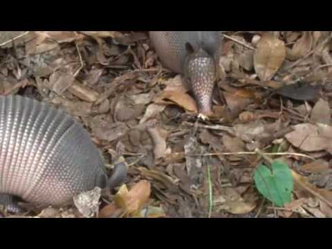 pet armadillo