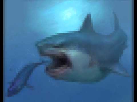 Real Megalodon Shark - YouTube