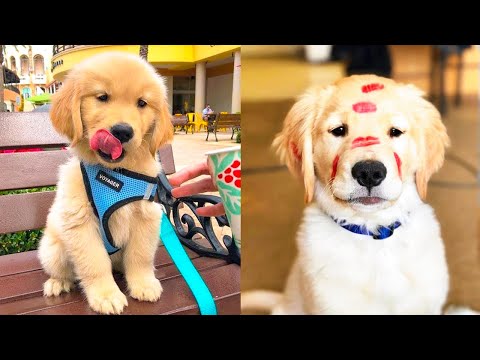 Baby Dogs - Cute and Funny Dog Videos Compilation #15 | Aww Animals