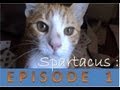 Spartacus : ma vie de chat - Episode 1 :