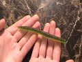 Trigger X Flutter Worm: Does It Trigger The Bite?
