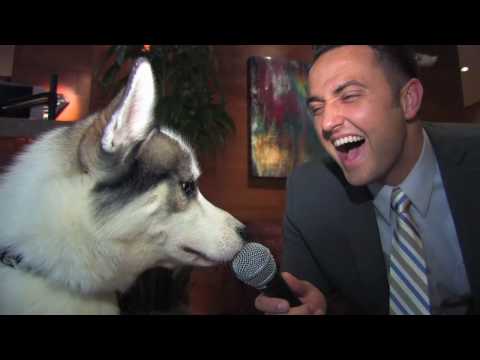 Dog Friendly Hotel in Kirkland, Washington Dog Friendly Hotel in Kirkland, Washington