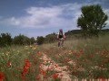 Champ de coquelicots