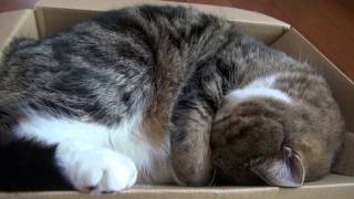 箱で寝るねこ。-Maru is sleeping in the box.-