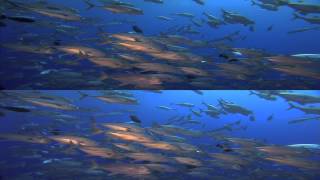 Sharks 3D