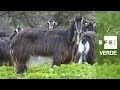 - Espacios que salvan especies y viceversa